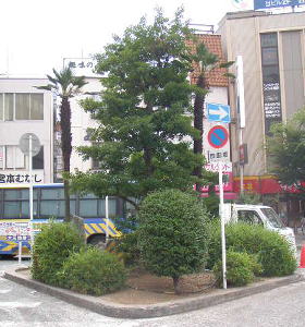 剪定前 1