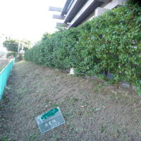 作業後 すっきりしました。防犯上も良いですよ! 7
